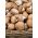 Коричневий гриб portobello для домашнього і садового вирощування - 3 л; Швейцарський коричневий гриб, римський коричневий гриб, італійський коричневий, італійський гриб, креміні, грим гриби, дитяча белла, коричнева шапка - Agaricus bisporus