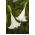 Engelstrompete Samen - Stechapfel Arborea - 5 Samen - 