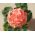 연어 구역적인 제라늄 씨앗 - 양아욱의 X 정원 - (10 개) 씨 - Pelargonium x hortorum