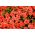 שטיח סלמון פטוניה זרעים - פטוניה x hybrida - 160 זרעים - Petunia x hybrida pendula