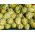 Artyčok zelený Globe semená - Cynara scolymus - 23 semien