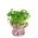 Petržlen Moss Curled 2 semená - Petroselinum crispum - 1200 semien
