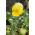 Pensée des Jardins - Viola x wittrockiana - Goldgelb - 400 graines - jaune
