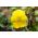 Pensamientos - Goldgelb, Coronation Gelb - amarillo - 400 semillas - Viola x wittrockiana