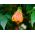 Sementes de Maple com Flores - Abutilon hybridum - 78 sementes - Abutilon x hybridum