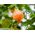 Blomstrende lønnfrø - Abutilon hybridum - 78 frø - Abutilon x hybridum