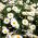 Oxeyeデイジーの種子 - 菊leucanthemum - Leucanthemum vulgare syn. Chrysanthemum leucanthemum - シーズ