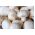 Bijela poljska gljiva za uzgoj doma i vrta - 3 l - Agaricus bisporus