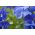 Pansy Inspire True Blue seeds - Viola x wittrockiana - 400 seeds