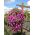 סל פרחים "קוטג '" עם שטיח סיבי קוקוס - 35 ס"מ - 
