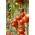 دانه های قرمز گوجه فرنگی گوجه فرنگی Pokusa - Lycopersicon lycopersicum - 480 دانه - Lycopersicon esculentum Mill 
