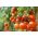 دانه های قرمز گوجه فرنگی گوجه فرنگی Pokusa - Lycopersicon lycopersicum - 480 دانه - Lycopersicon esculentum Mill 