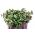 Gūžinis kopūstas - raudonas - Brassica oleracea,convar. capitata,var. rubra. - sėklos