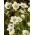 Saxifraga混合种子 -  Saxifraga arendsii  -  1000种子 - 種子