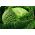 Hạt giống bắp cải Savoy - Brassica oleracea var. sabauda - 640 hạt giống
