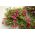 "Yazlık" asılı duvara monte çiçek sepeti ile Hindistan cevizi-lif mat - 40 cm - 