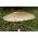Cogumelo guarda-sol - 3 kg - Macrolepiota procera