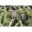 دانه های گیاه Artichoke سبز - Cynara scolymus - 23 دانه