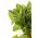 เมล็ดผักโขมยักษ์ฤดูหนาว - Spinacia oleracea - 800 เมล็ด - Spinacia oleracea L.