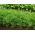 Vrtni koper Seme Szmaragd - Anethum graveolens - 2800 semen - Anethum graveolens L. - semena
