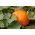 Ατλαντικοί γίγαντες σπόροι κολοκύθας - Cucurbita maxima - 12 σπόροι