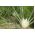 Semena koromača Mamut - Foeniculum vulgare - 200 semen - Foeniculum vulgare Mill