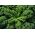 GARBANOTIEJI KOPŪSTAI - Dwarf Green Curled - 300 sėklos - Brassica oleracea L. var. sabellica L.