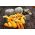옐로 크룩 넥 스쿼시 씨앗 - 쿠커 비타 뻬포 - 15 종 - Cucurbita pepo
