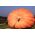 Abóbora Gigante - Atlantic Giant - 12 sementes - Cucurbita maxima