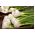 茴香猛犸种子 -  Foeniculum vulgare  -  200种子 - Foeniculum vulgare Mill - 種子