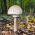 用于花园栽培的遮阳伞蘑菇 -  3公斤 - Macrolepiota procera