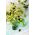 Spirer - frø - Almindelig solsikke - Helianthus annuus