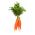 Hạt cà rốt Salsa F1 - Daucus carota - 4250 hạt - Daucus carota ssp. sativus 