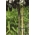 350-mm drevesna, grmovnica in druge rastlinske vezi - 12 kosov - 