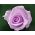 Piantina a fiore grande rosa - viola - in vaso - 
