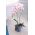 Pot bunga anggrek pusingan - Coubi DUOW - 13 cm - Biru - 