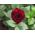 Крупноцветковая роза - малиново - горшечная рассада - 