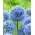 Česnek modrý - 5 květinové cibule - Allium caeruleum