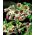 Sicilský Česnek - 5 květinové cibule - Allium siculum