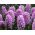 Hyasintit - Splendid Cornelia - paketti 3 kpl - Hyacinthus