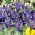Iris Botanical Purple Gem - 10 หลอด - Iris reticulata
