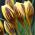 Crocus Gipsy Girl - 10 květinové cibule
