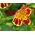 เมล็ดพันธุ์ดอกไม้ลิงลิง (ผสม) - Mimulus tigrinus - 2500 เมล็ด - 2,500 เมล็ด