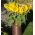 Kollane Päevalilleseemned - Helianthus annuus - 40 seemnet