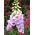 Κοινή σπόροι Foxglove - Digitalis purpurea - 1000 σπόροι