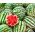Watermelon Bingo seeds - Citrullus lanatus - 38 seeds