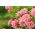 Jardin multi-fleur rose - rose - semis en pot - 