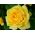 Stambiažiedė rožė - geltona - vazoninis daigas - 