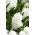 Hyacintsläktet - Aiolos - paket med 3 stycken - Hyacinthus