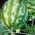 西瓜宾果种子 -  Citrullus lanatus  -  38种子 - 種子